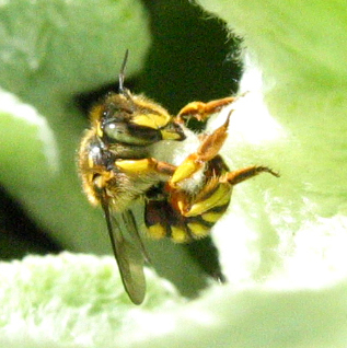 Anthidium manicatum